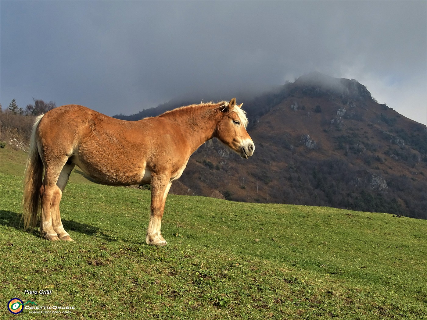 02 Un bel cavallo baciato dal sole, il Monte Gioco incappucciato in vetta da nuvole basse .JPG